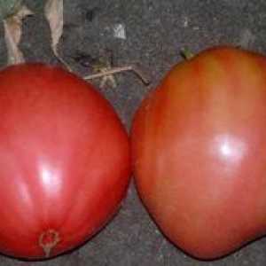 Tomat al unui nobil (Budyonovka): o descriere a soiului și a regulilor de cultivare