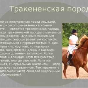 Rasa de cai Trakehner - caracteristică