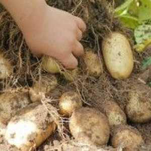 Cartofi Tuleyev: Caracteristici și caracteristici ale speciilor