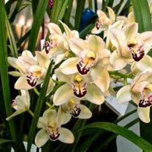 Îngrijire pentru cymbidium orhidee acasă