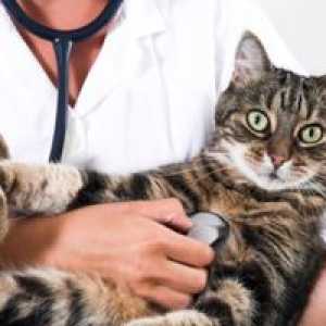 Pisica de pisică: în greabăn și intramuscular