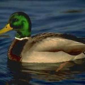 Duck mallard: ce hrănește în sălbăticie, stilul de viață