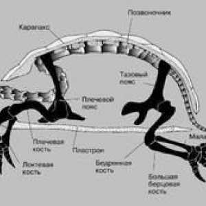 Care sunt particularitățile structurii scheletului țestoaselor