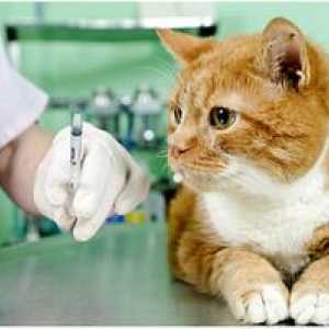 Vaccin împotriva rabiei pentru pisici și pisici: vaccinăm corect