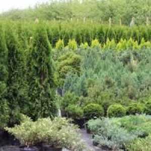 Evergreens: copaci și arbuști în designul grădinii peisajului