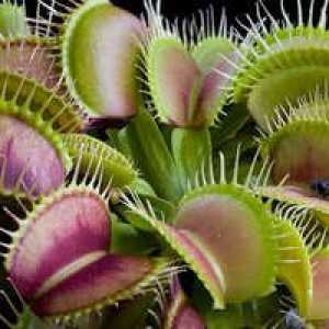 Venus flytrap (dionea): îngrijire la domiciliu