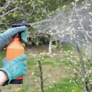 Tratarea de primăvară a copacilor de la boli și dăunători