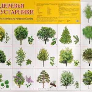 Tipurile și numele copacilor din Rusia și Moscova