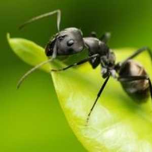 Tipuri de furnici: structura și descrierea