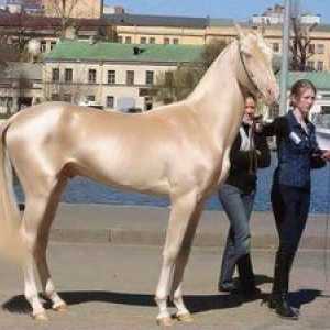 Tipuri de cai cei mai scumpi din lume