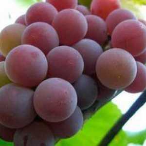 Grape Cardinal: Descriere și caracteristici ale soiurilor