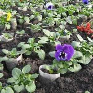 Viola (flori) - crescând din semințe