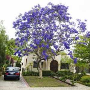 Cultivarea copacului violet din semințe la domiciliu