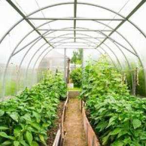 Cultivarea castravetilor in sera din policarbonat: plantare, boala, ingrijire