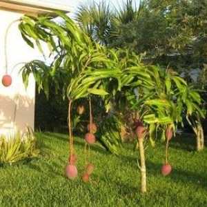 Cultivarea mango-ului de la oase la domiciliu: cum crește copacul