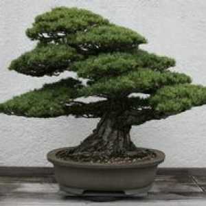 Creșteți bonsai acasă