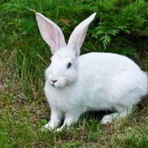 Iepure-iepure: descriere, habitat, ce hrănește și cum se înmulțește