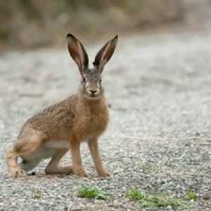 Hare: cum se hrănește, cum supraviețuiește în natură