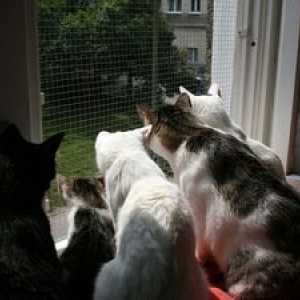 Plase de țânțari de protecție pe geamuri pentru siguranța pisicilor