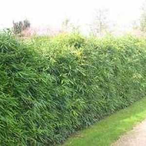 Hedge: arbusti perene și verzui