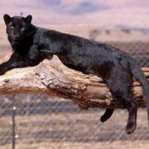 Un animal este un panter negru: unde locuiește și cum arată