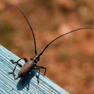 Beetle-mreana. Caracteristicile și modul de viață al unei insecte cu mușchi lungi