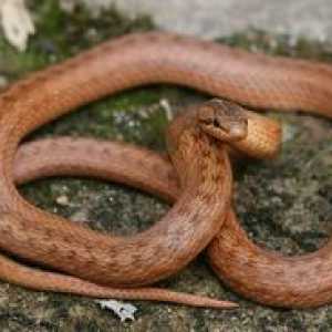 Snake Copper Ordinary este otrăvitor sau nu?