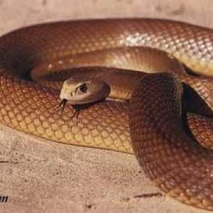Snake taipan, o descriere a taipanului de coastă și a șarpelui crud